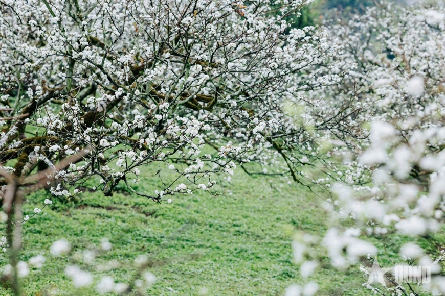 Ngắm hoa mận đẹp như vườn cổ tích ở Mộc Châu